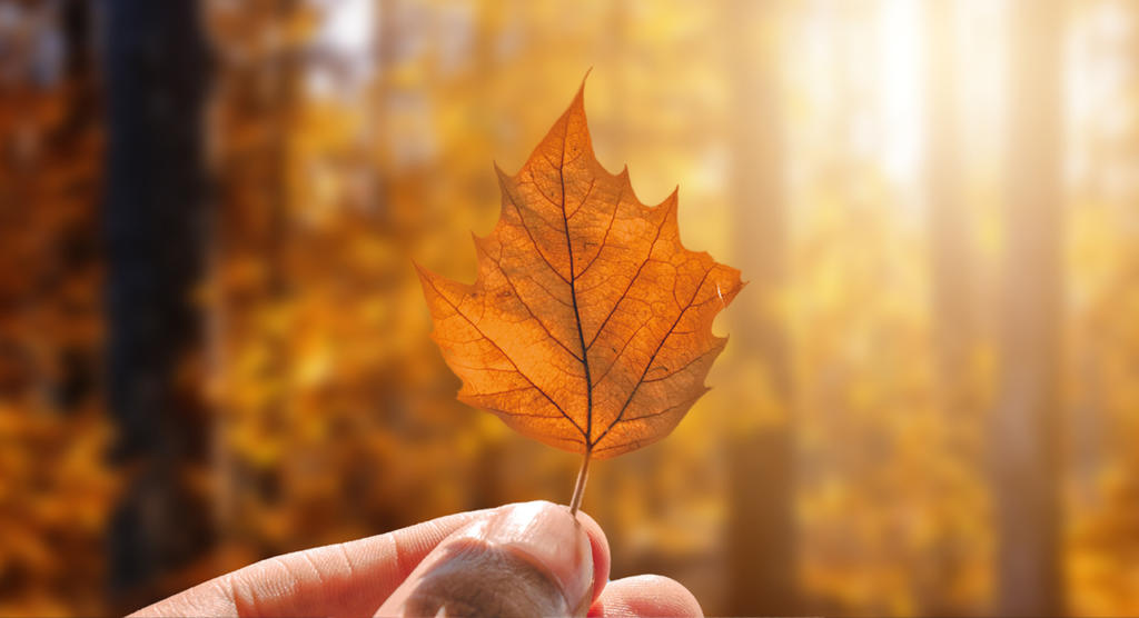 Eine Hand hält ein einzelnes orangefarbenes Herbstblatt vor einem unscharfen Waldhintergrund. Das Sonnenlicht fällt durch die Bäume und erzeugt einen warmen, goldenen Schimmer, der die Adern und die Struktur des Blattes hervorhebt.